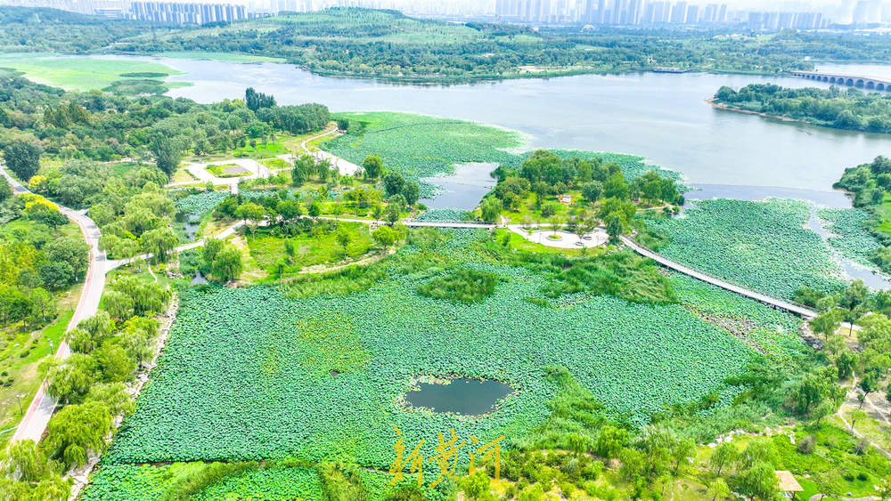 一年四季 泉在济南｜夏末诗意盛景 华山湿地呈现“接天莲叶无穷碧”