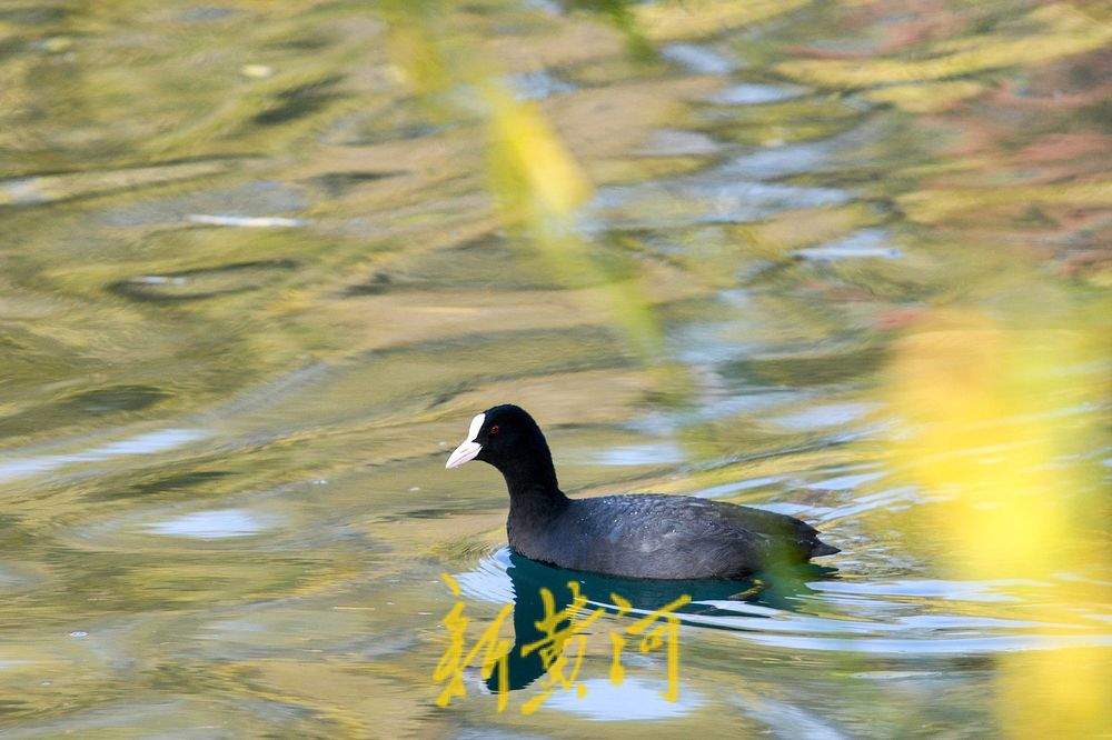 白骨顶鸡逐浪济南大明湖 保护动物见证泉城生态之美