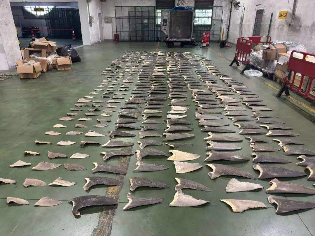 402片濒危鲨鱼翅进境有异味被查