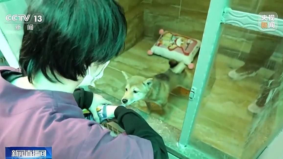 寄养一房难求、上门喂养走红 宠物经济成春节消费亮点