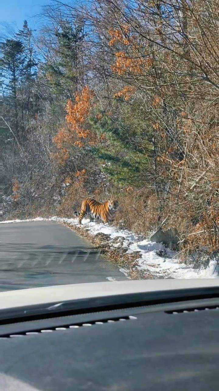 吉林延边男子自驾偶遇“拦路虎”，对望数眼后老虎消失林间，乡政府：事发地位于保护区，野生动物出没较为频繁