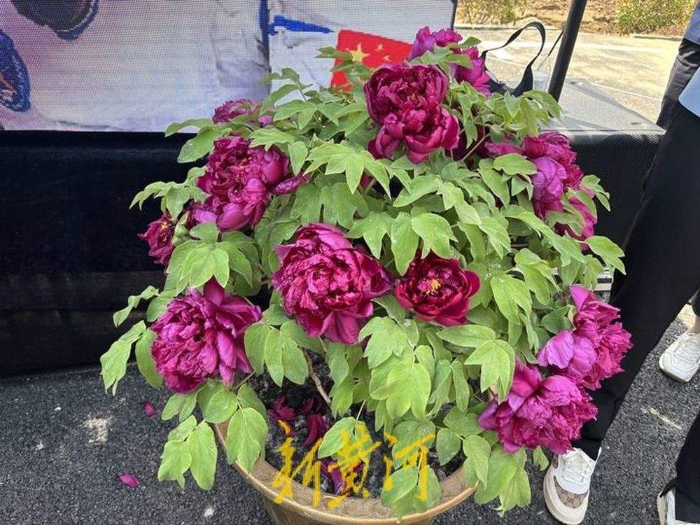等“摘星人”回家！太空牡丹“神舟紫楼”“神舟红”栽种到宋令东老家