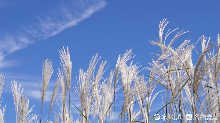 白色花海怎么拍都好看！济南丁子寨荻花已到观赏季