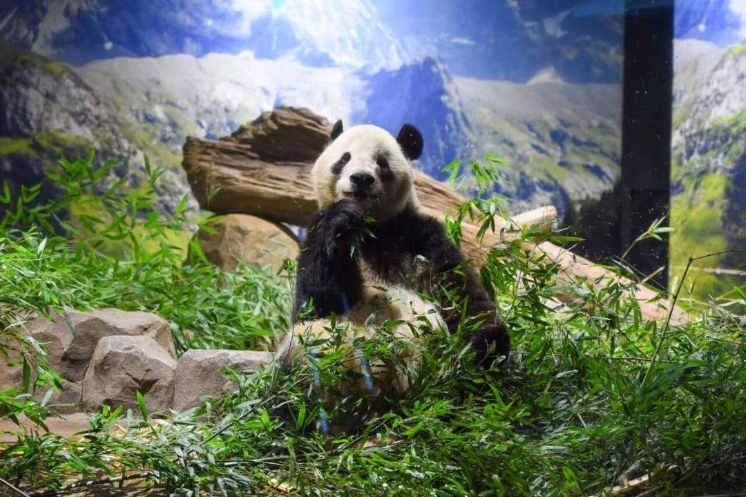 旅日双胞胎大熊猫幼崽“晓晓”和“蕾蕾”平安接返回国