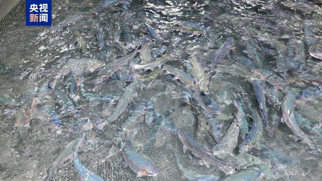 全球首艘三文鱼养殖工船“苏海1号”在山东威海海域首捕