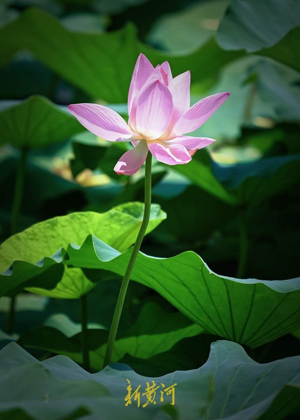 盛夏已至，大明湖的第一波荷花开了