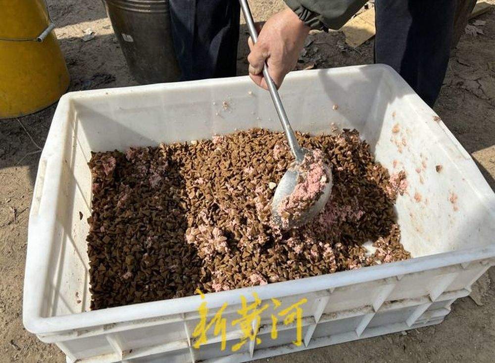 一名高校老师与她救助的800只流浪犬