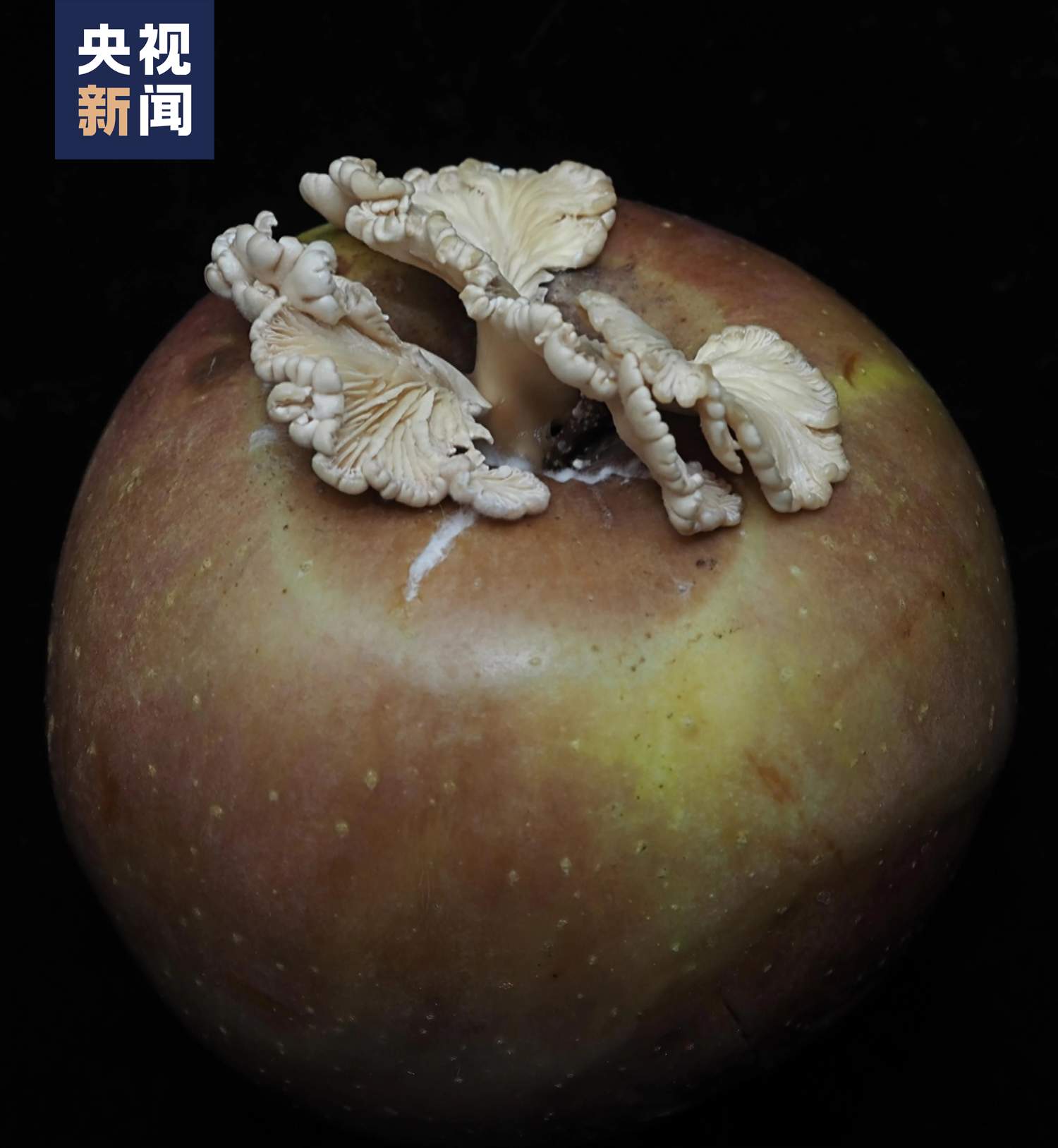 全网追更的“果菌王”，可以开吃了！