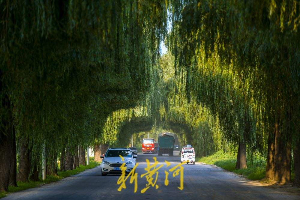 过往货车如剪刀 造就柳荫隧道