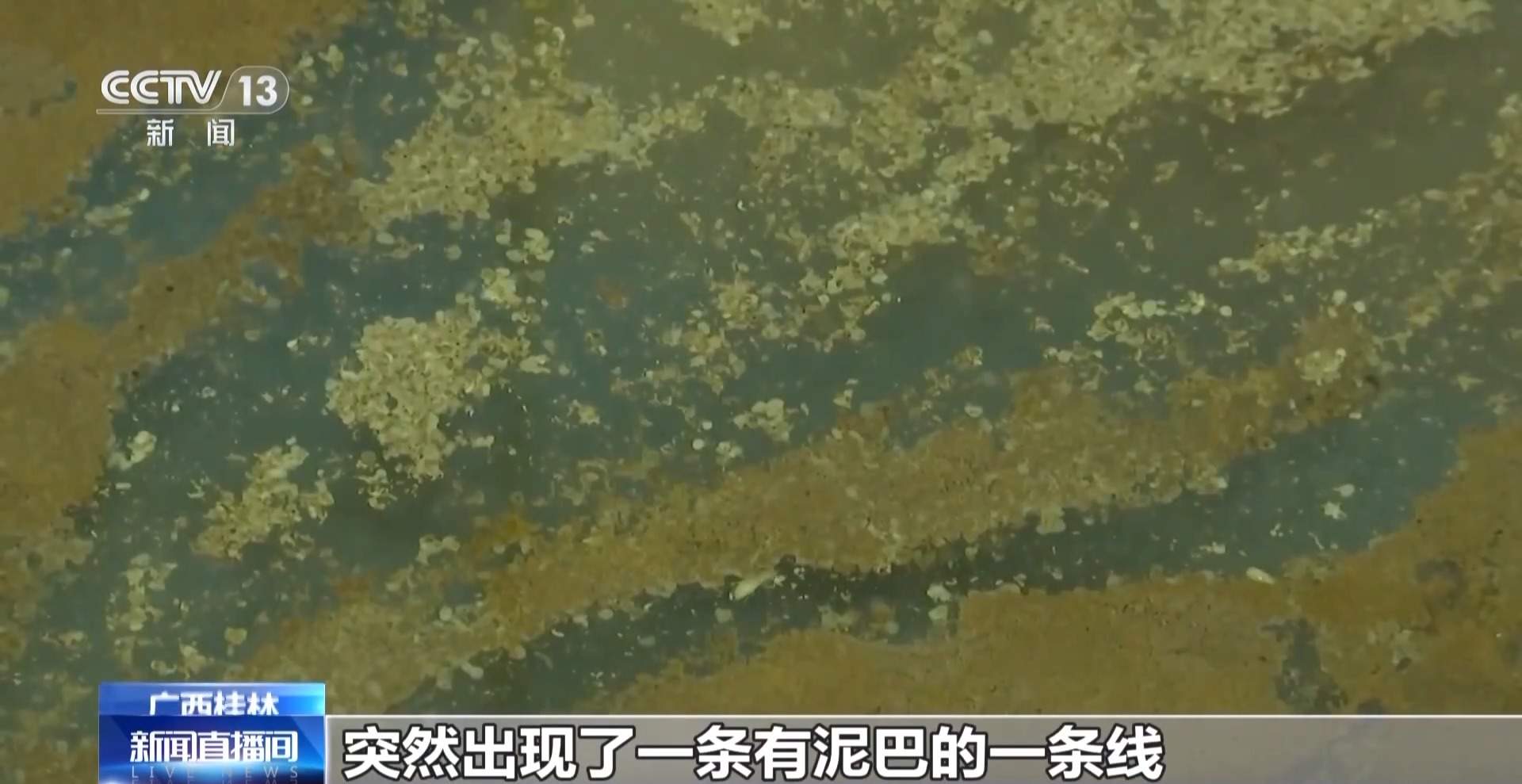 白蚁进入集中分飞期 注意家中门窗闭合不留缝隙