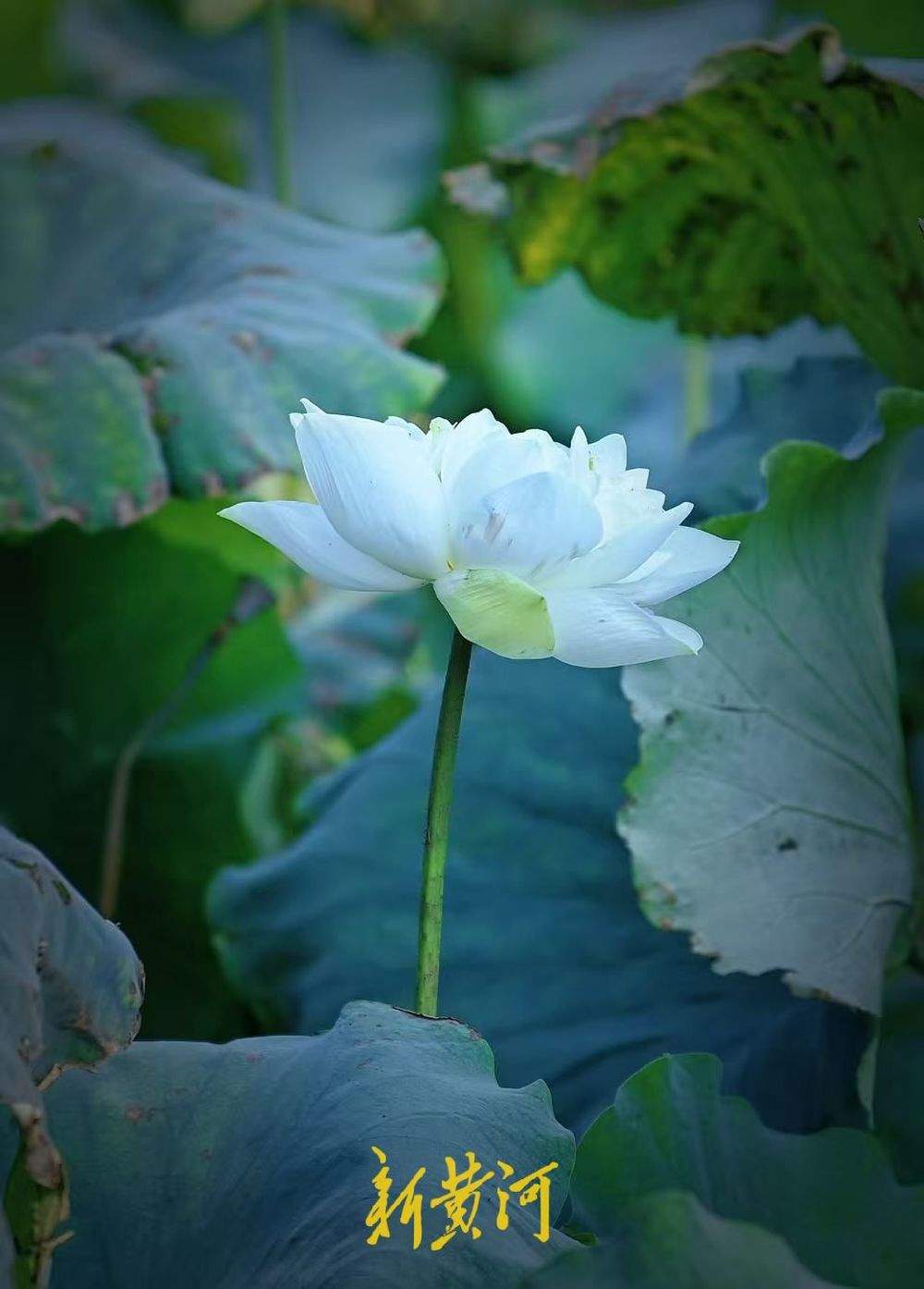 别样秋光，济南大明湖秋分荷正盛