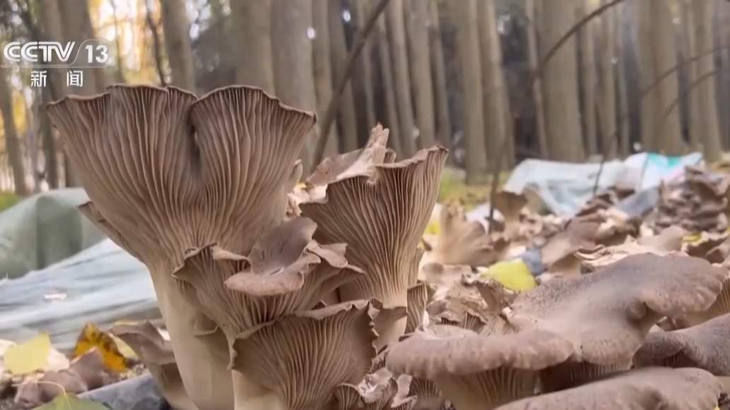 去年完成国土绿化任务超1亿亩 中国成为全球增绿最快最多国家