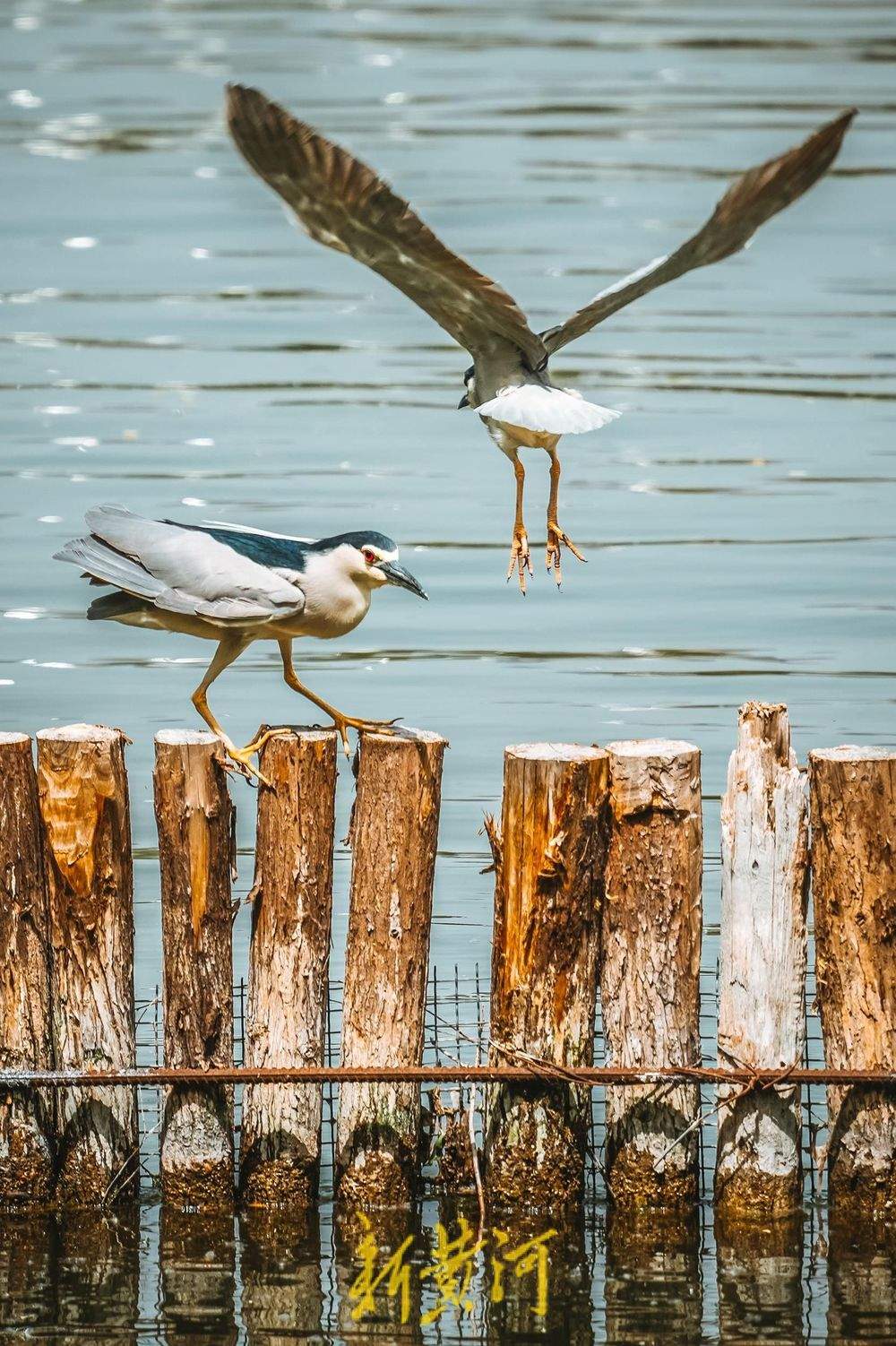 济南大明湖夜鹭翩跹，春意盎然绘就生态画卷