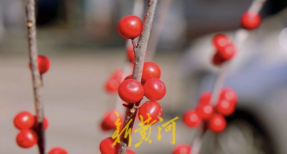 一年四季 泉在济南丨冬日花卉扮靓济南道路