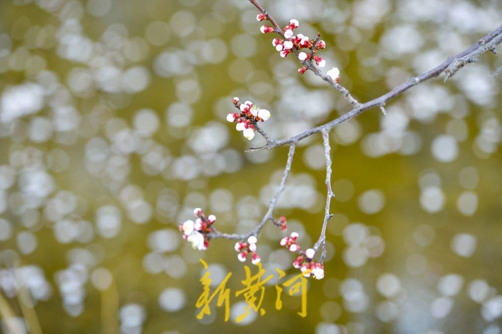 满园春花伴古城，济南最神秘公园里赏春