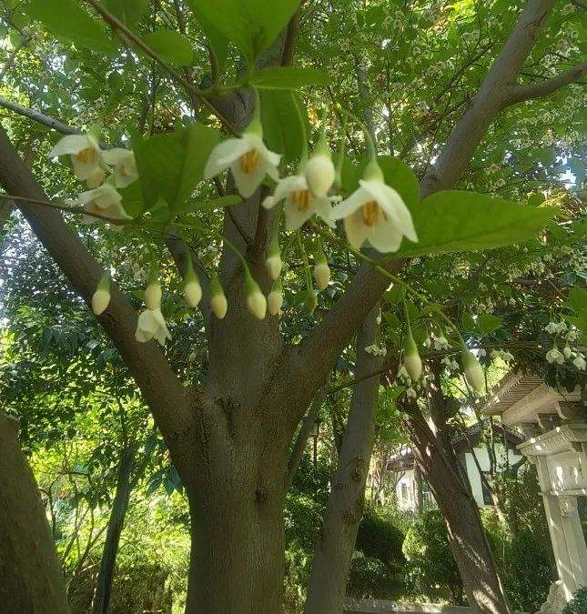 趵突泉景区仅有一株的野茉莉开花了