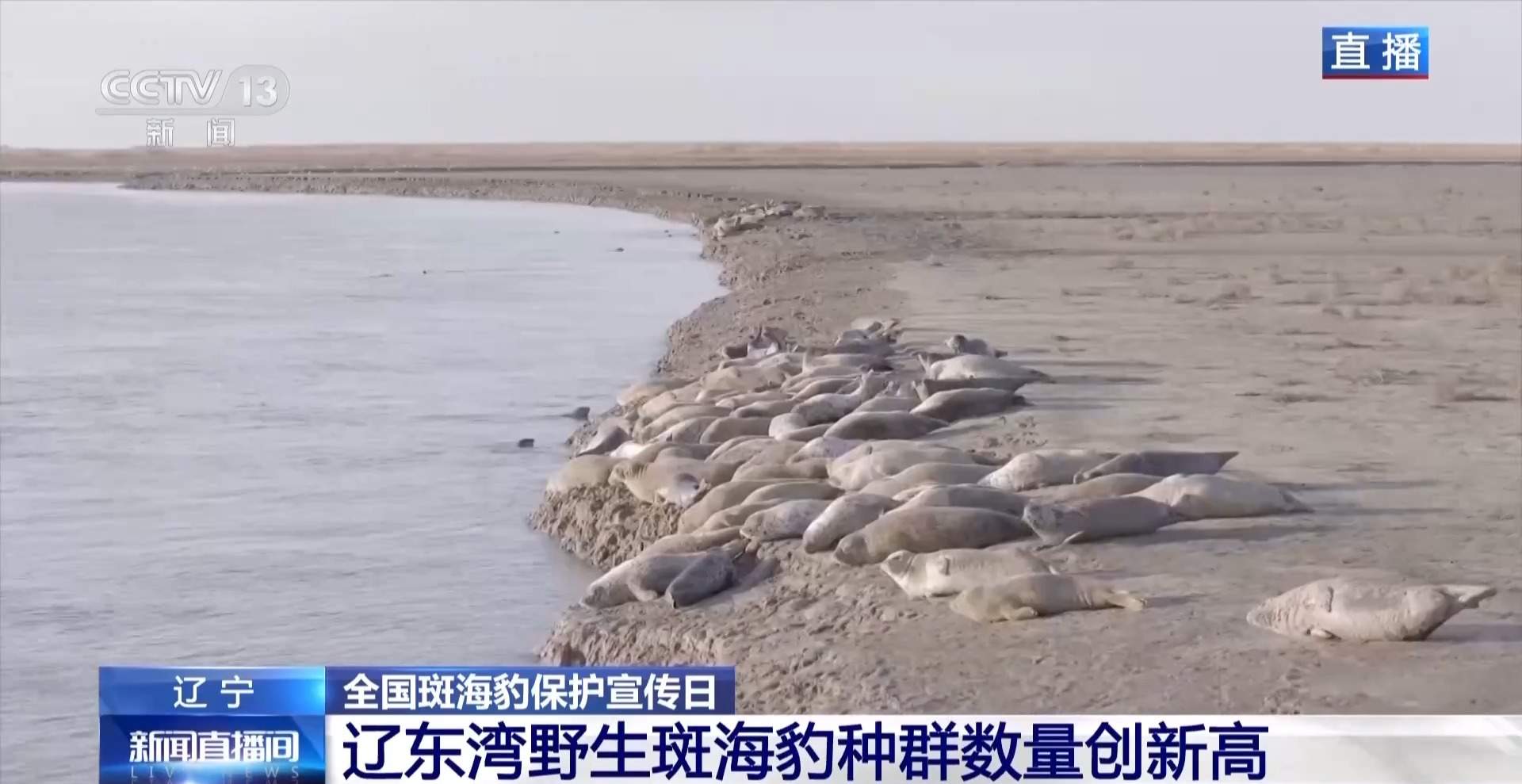 超800只野生斑海豹现身辽东湾