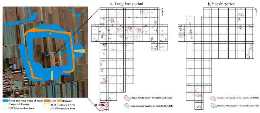 山大证实，淡出餐桌的麻，4000年前曾是北方主粮