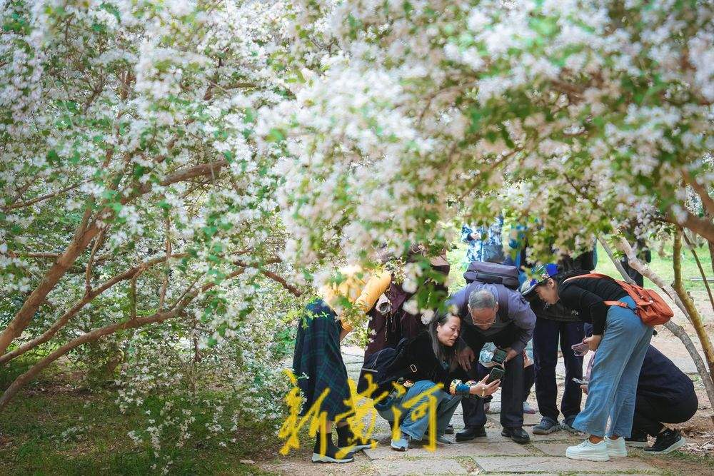 一年四季 泉在济南｜人在花中游 猬实花盛开绘就泉城春日盛景