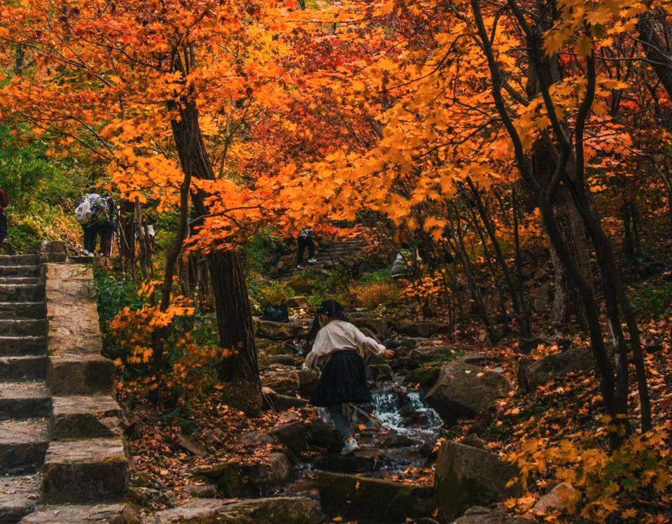 济南南山九如山红叶进入最佳时刻，满山红遍鲜丽多彩