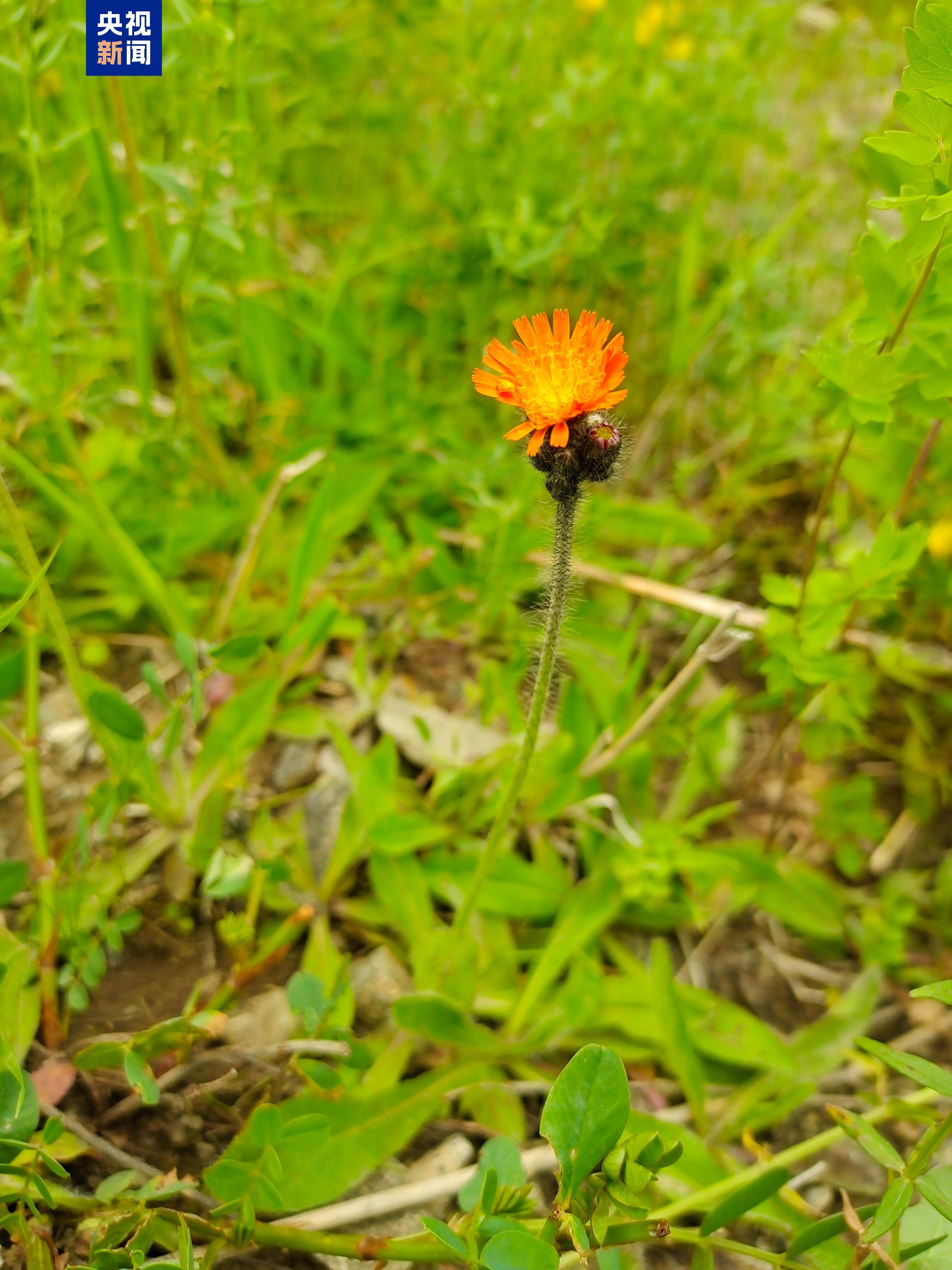国内首次！夏尔希里自然保护区发现菊科新物种