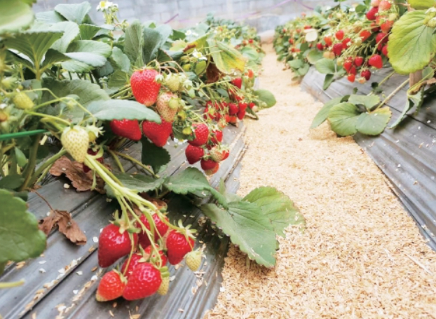 年产量10余万吨、产值超过20亿元 济南为草莓专门建了个工作站