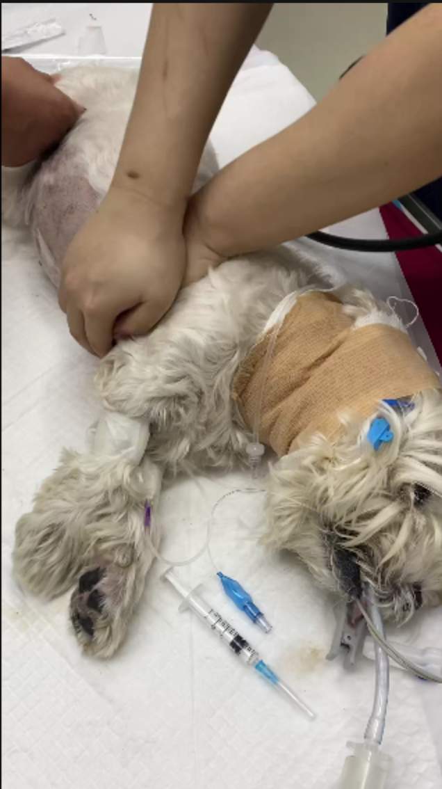 男子小区内投毒致9条犬只死亡，获刑4年！专家解读