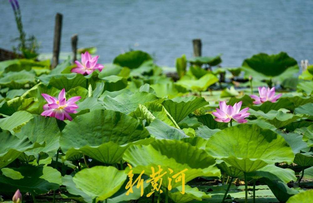 一年四季 泉在济南丨碧荷连天映日红 明湖荷花进入“高光时刻”