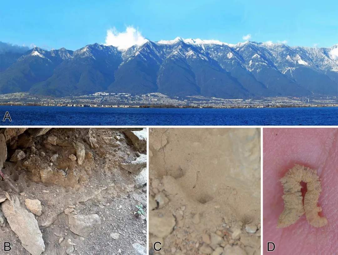 发现新物种！云南大理发现苍山潜穴虻