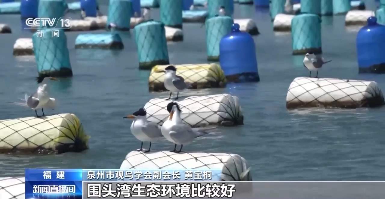 全世界最珍稀的候鸟!14只中华凤头燕鸥现身福建晋江围头湾