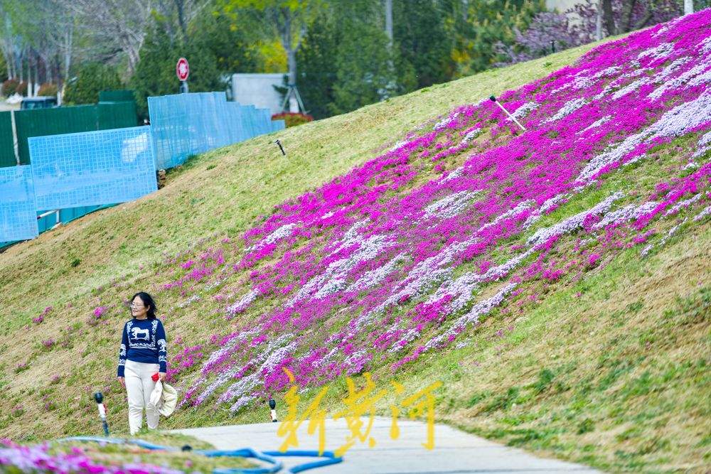 一年四季 泉在济南｜龙鼎大道福禄考花海迎春绽放
