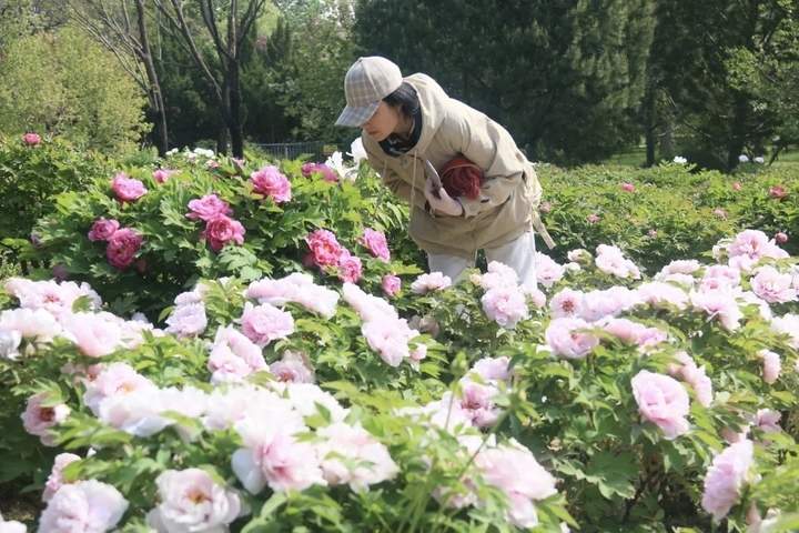 万株牡丹齐绽放!济南植物园50余品种牡丹盛放 九大色系醉春光