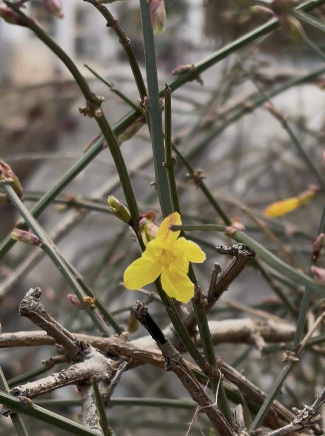 “报春花”1月就开了,迎春你为啥这么急?
