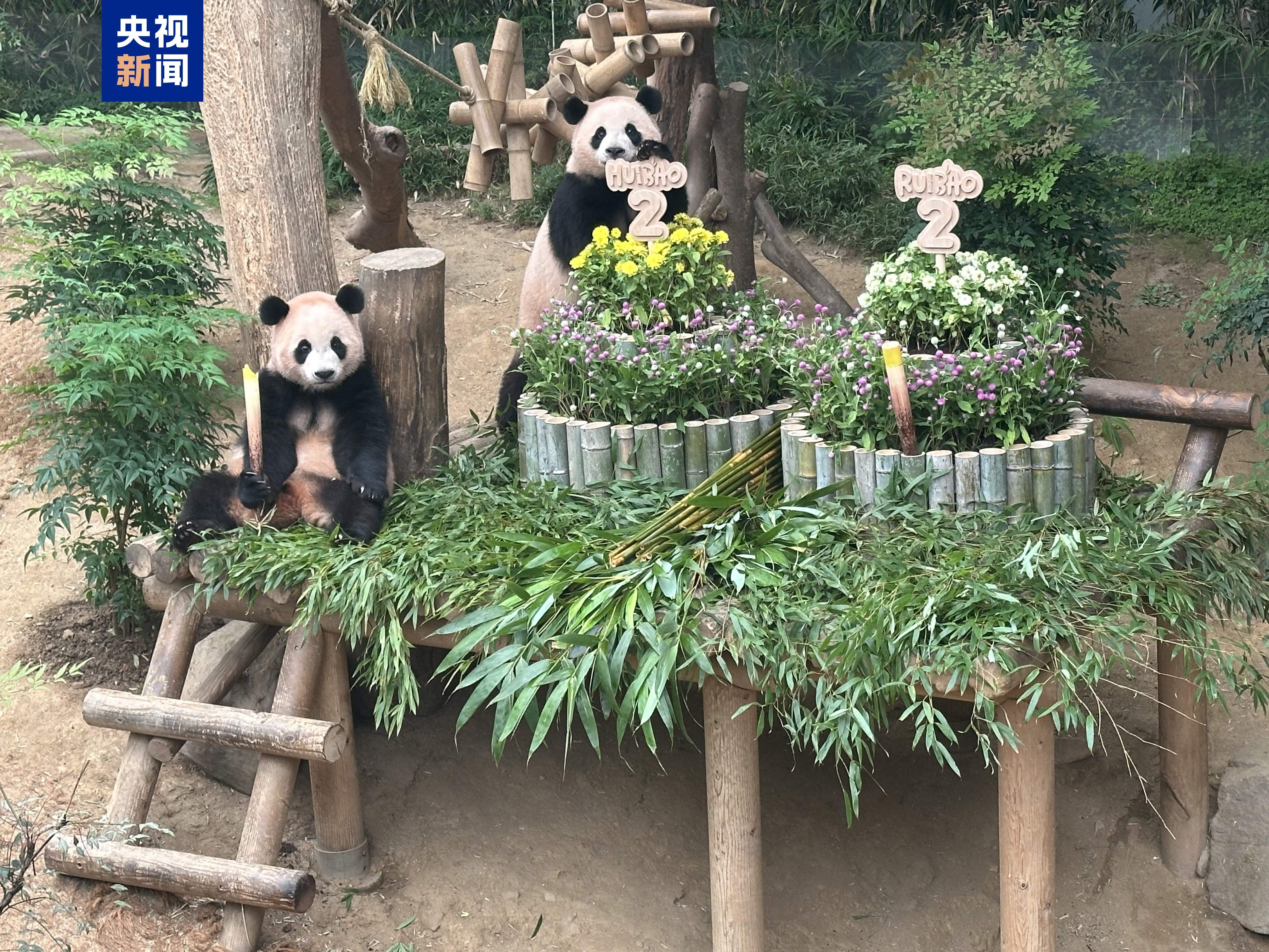 “睿宝”“辉宝”今天两周岁啦 韩国爱宝乐园为熊猫双胞胎办生日会