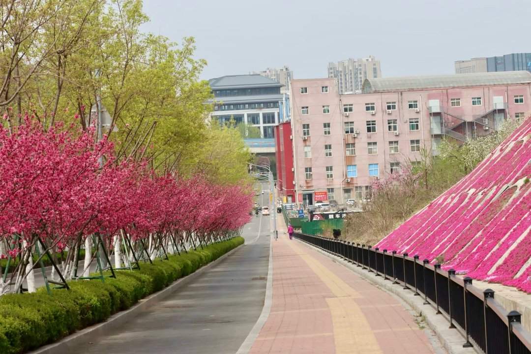 雨后春意浓，芝樱满坡开