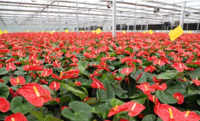 盘活鲜花经济“流量池”，济南直播间里的“美丽经济”