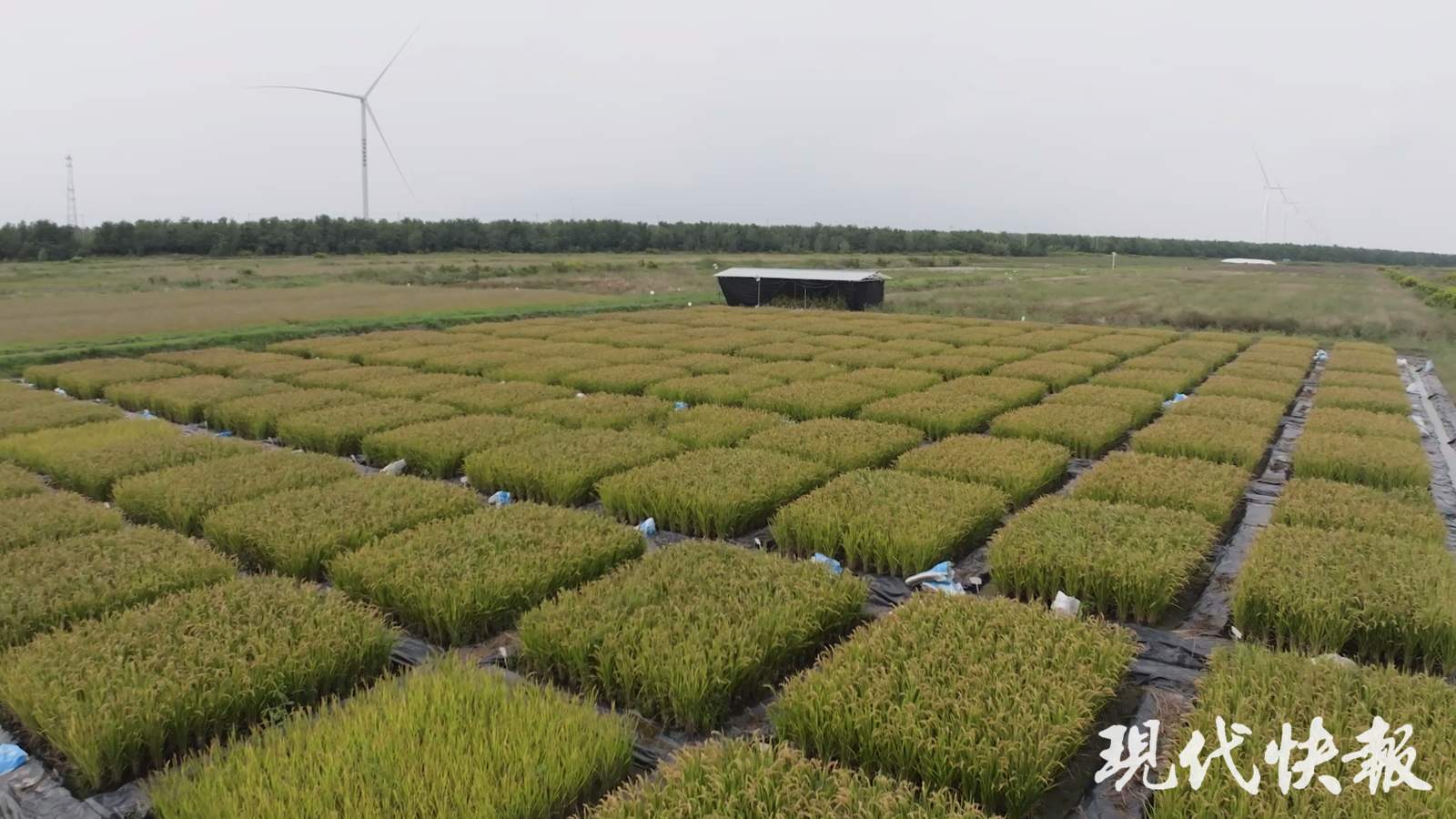 改革者 正青春｜太湖上的“巧克力工厂”有多神奇?