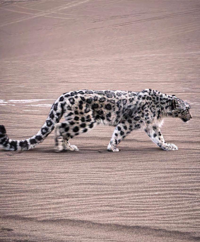 “雪山之王”现身沙漠 新疆吐鲁番救助一只雪豹