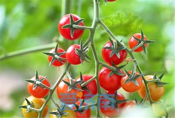 黄河之畔，赴一场番茄之约！就在明天，天桥区沃小番番茄文化旅游艺术节即将启幕
