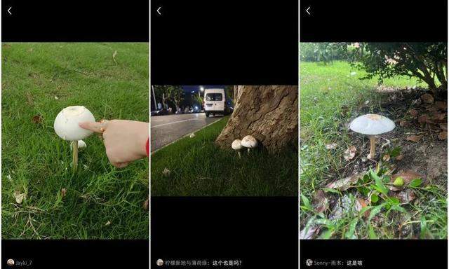 上海网友集中晒蘑菇...同时发出“这是啥?能吃吗?”的灵魂二连问