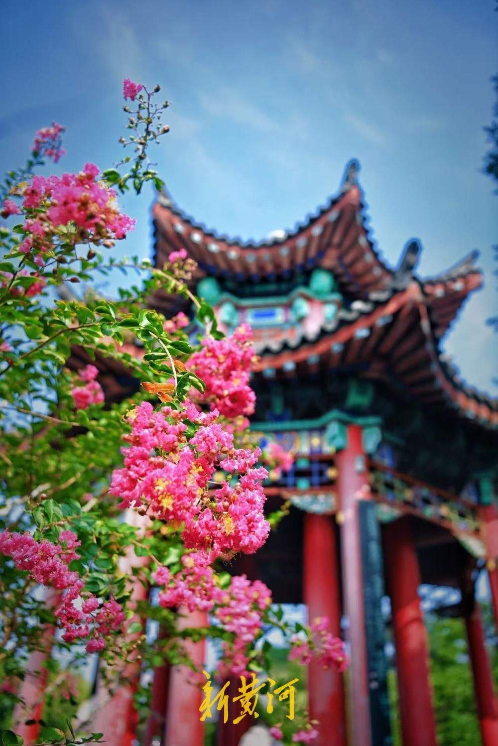 夏花未谢秋正好，大明湖得月亭繁花似锦