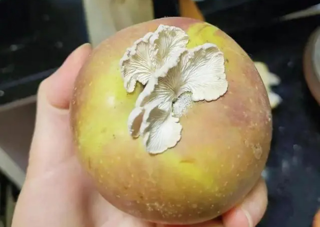 苹果上为什么会长蘑菇 55d8a0c6c9371ab505d7dbe05a8d7fe2.jpg