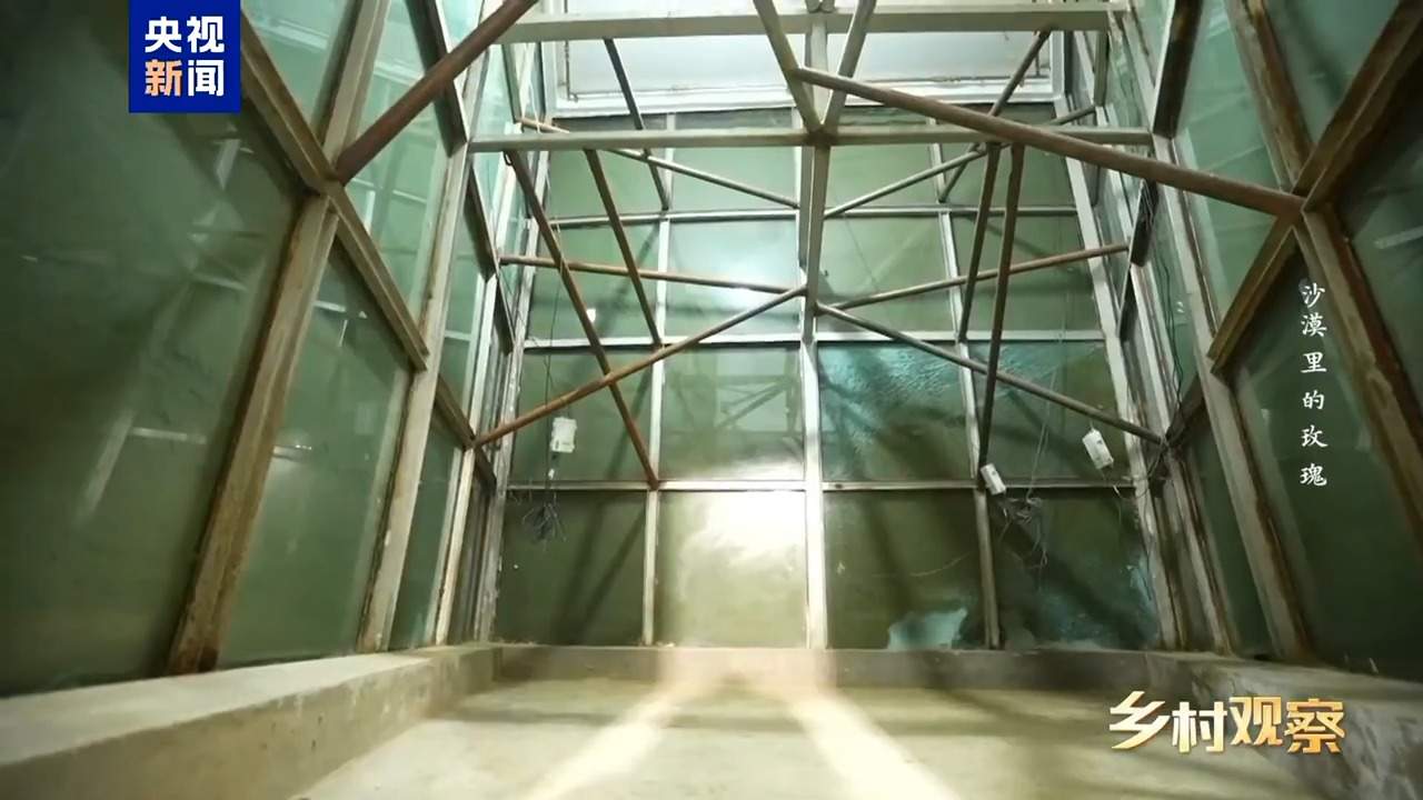 视频丨荒漠也可以成花海 看“沙漠玫瑰”背后的生态之变