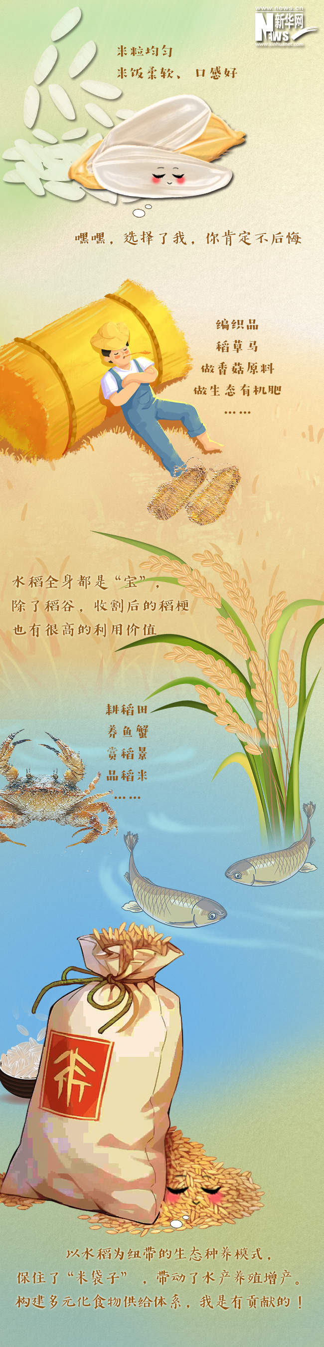 创意漫画丨水稻“尖子生”巨型稻的成长史