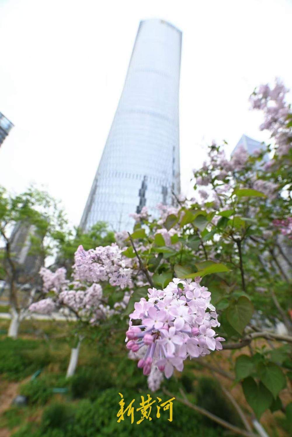济南CBD“五指山”下丁香花绽放 与城市超高层建筑交相辉映