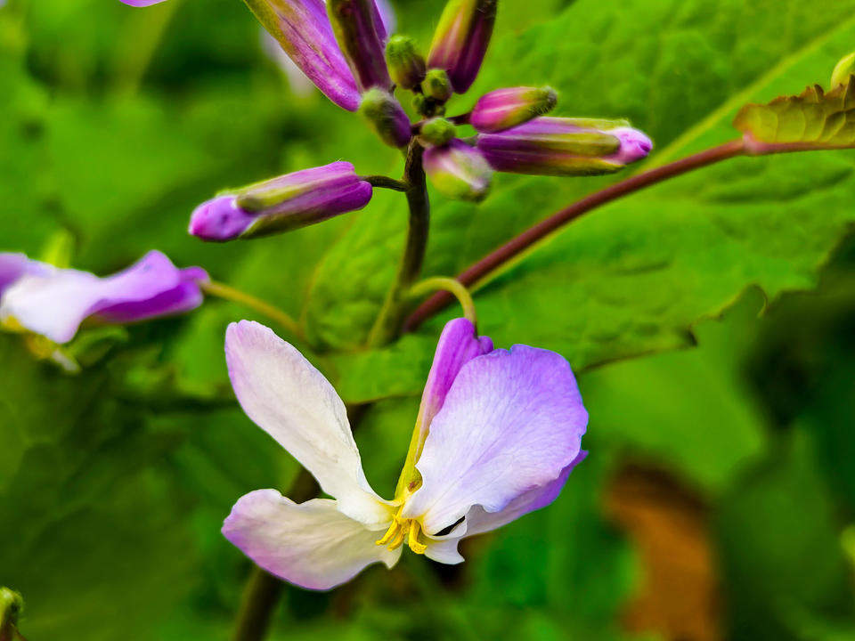 济南树荫下的二月兰开始绽放，紫色浪漫大片即将上演