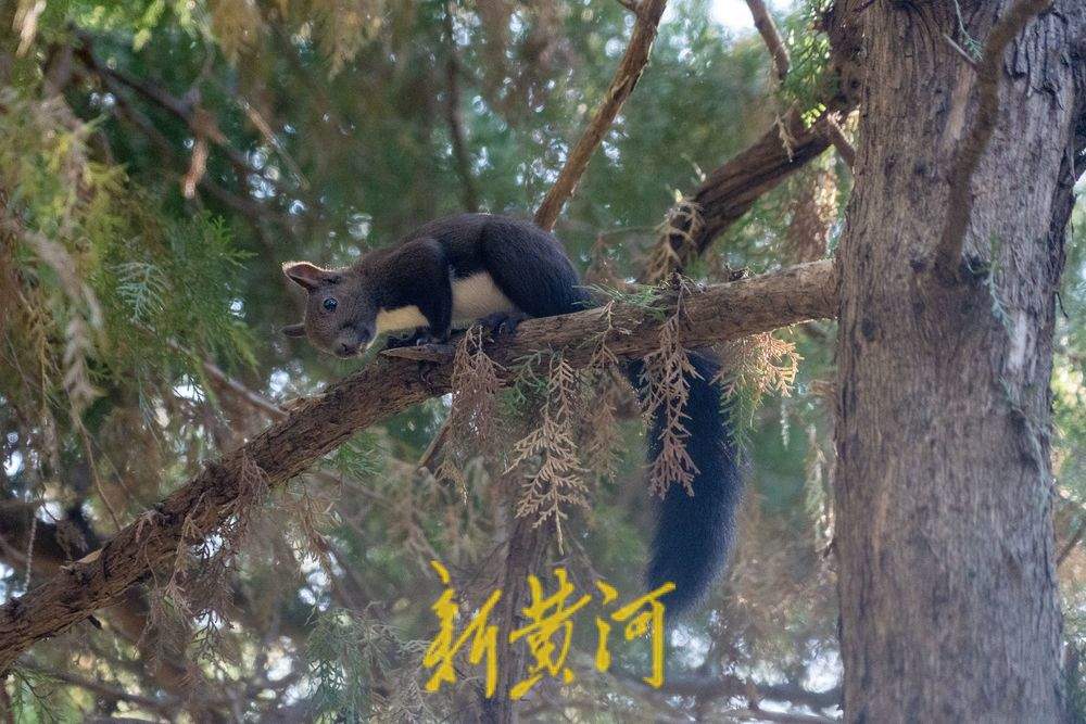 跟着悟空游济南！感受四门塔“猫猫寺”的魅力 