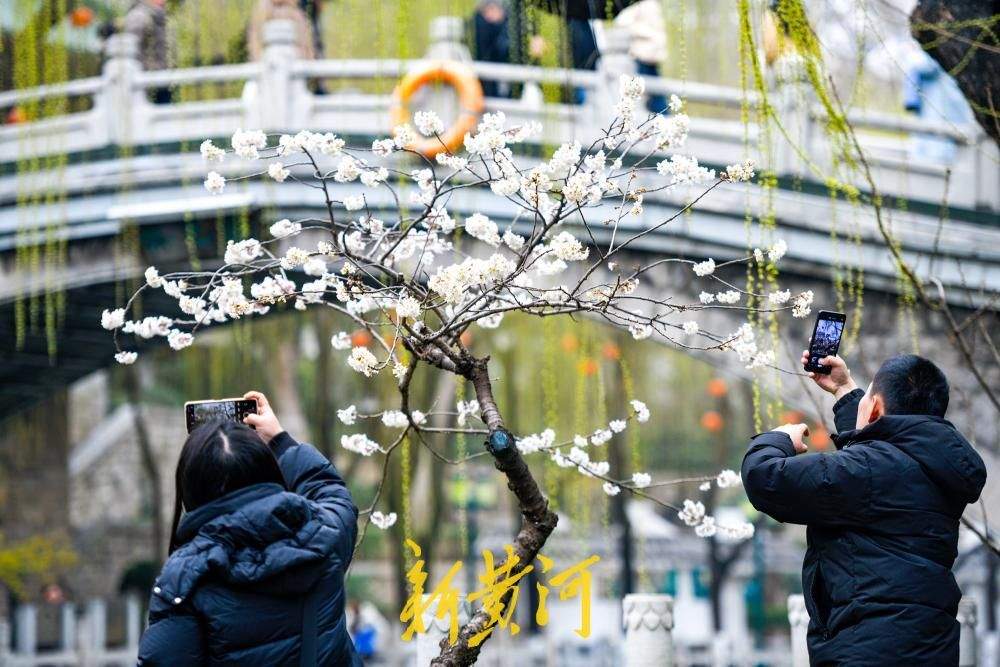 一年四季 泉在济南丨护城河畔春来早，一株早樱“抢跑”绽放送浪漫