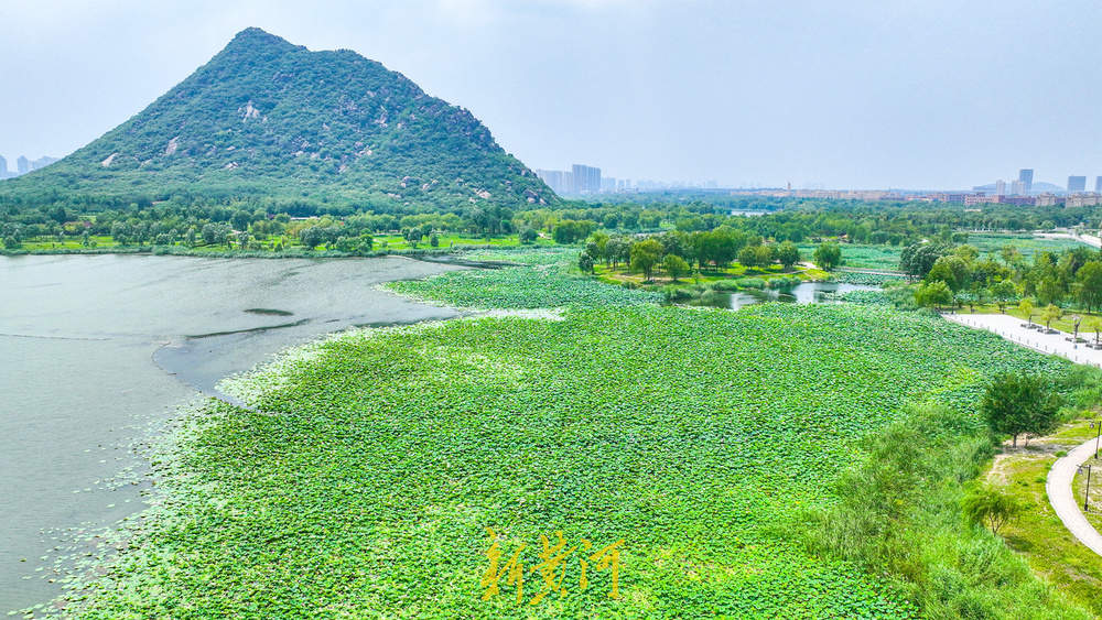 一年四季 泉在济南｜夏末诗意盛景 华山湿地呈现“接天莲叶无穷碧”