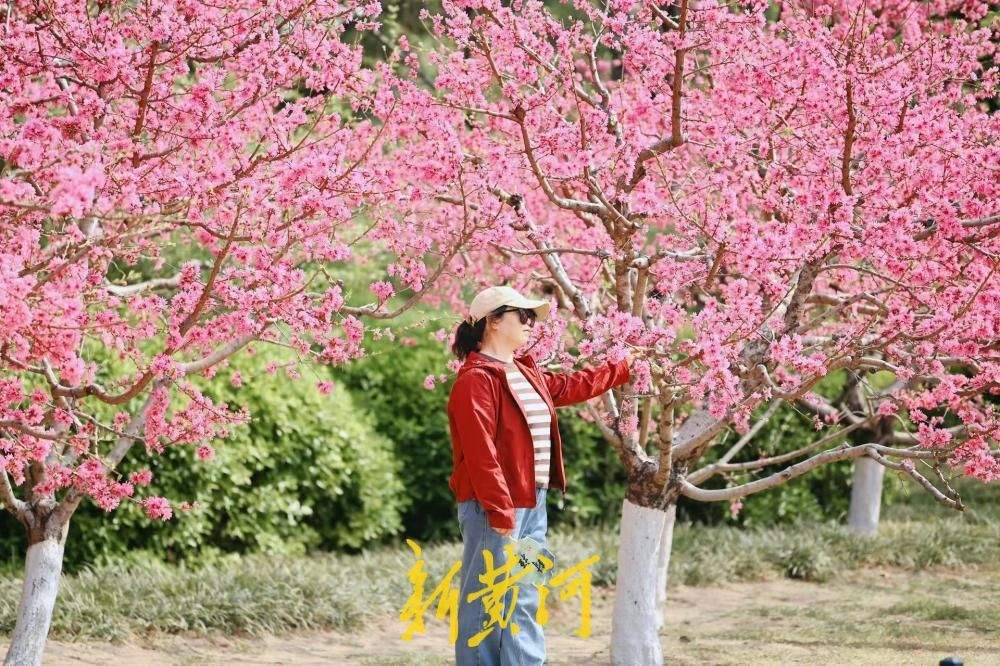 菊花桃盛开灿若云霞 惊艳泉城春日